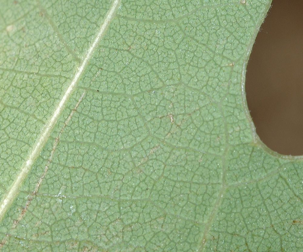 Fagaceae Quercus gambelii
