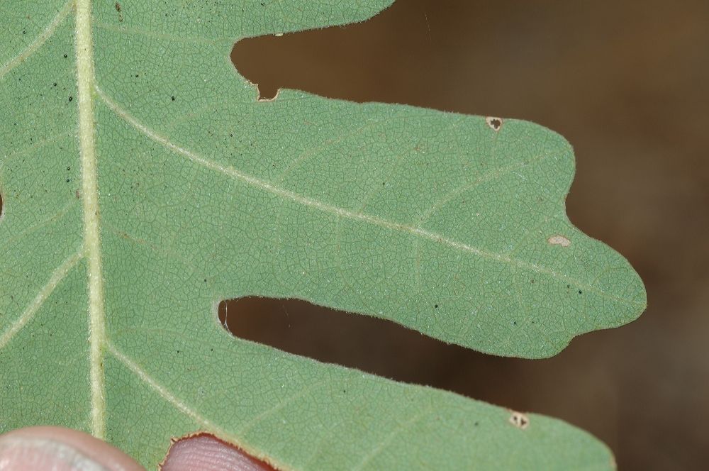 Fagaceae Quercus gambelii