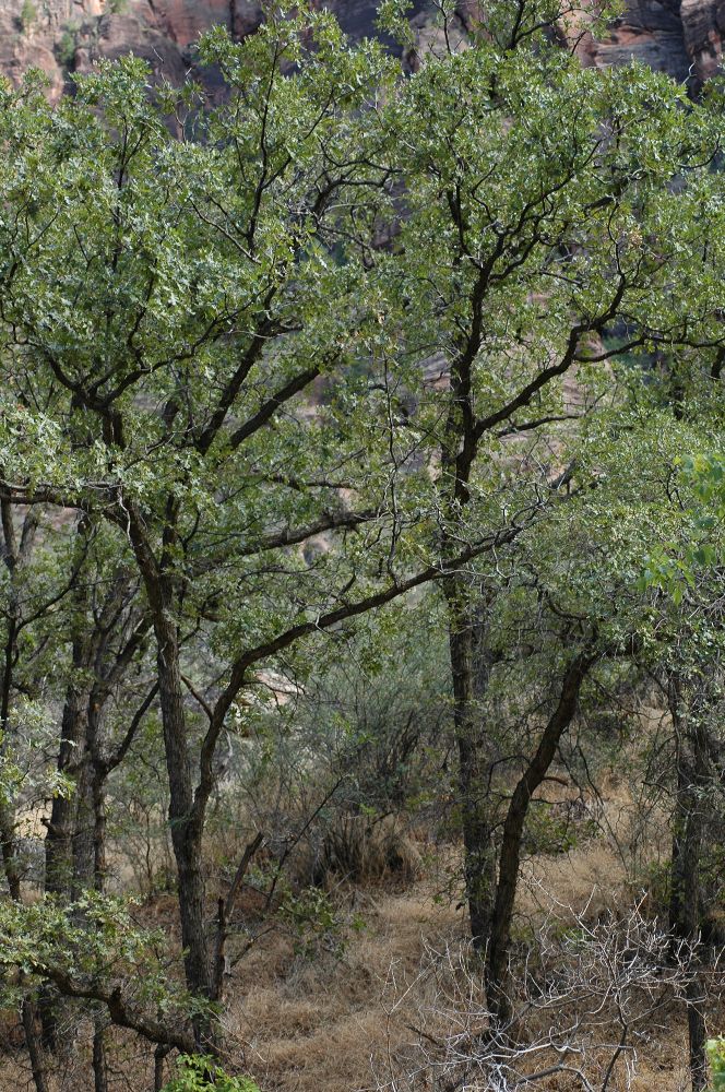 Fagaceae Quercus gambelii