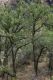 image of Quercus gambelii