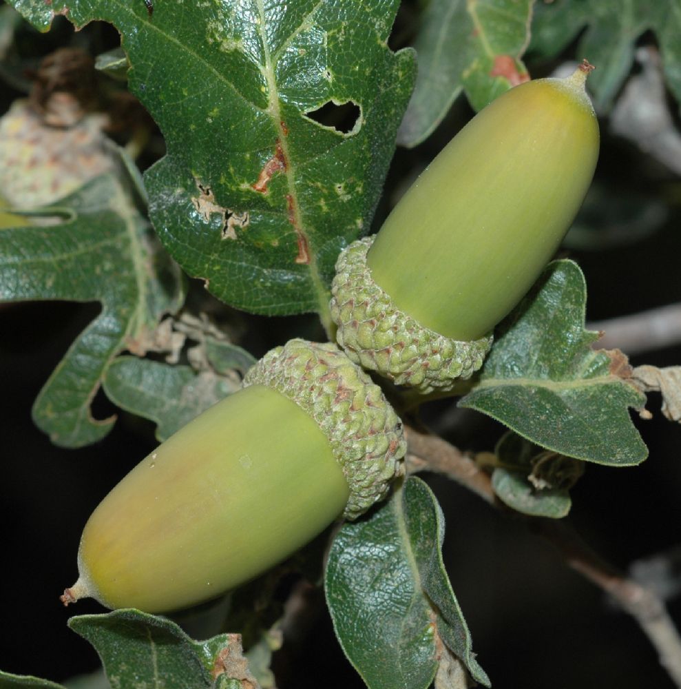 Fagaceae Quercus gambelii