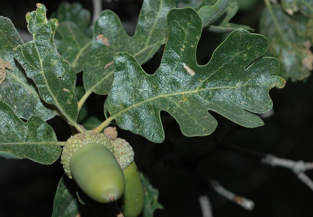 Fagaceae Quercus gambelii