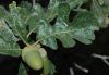 image of Quercus gambelii