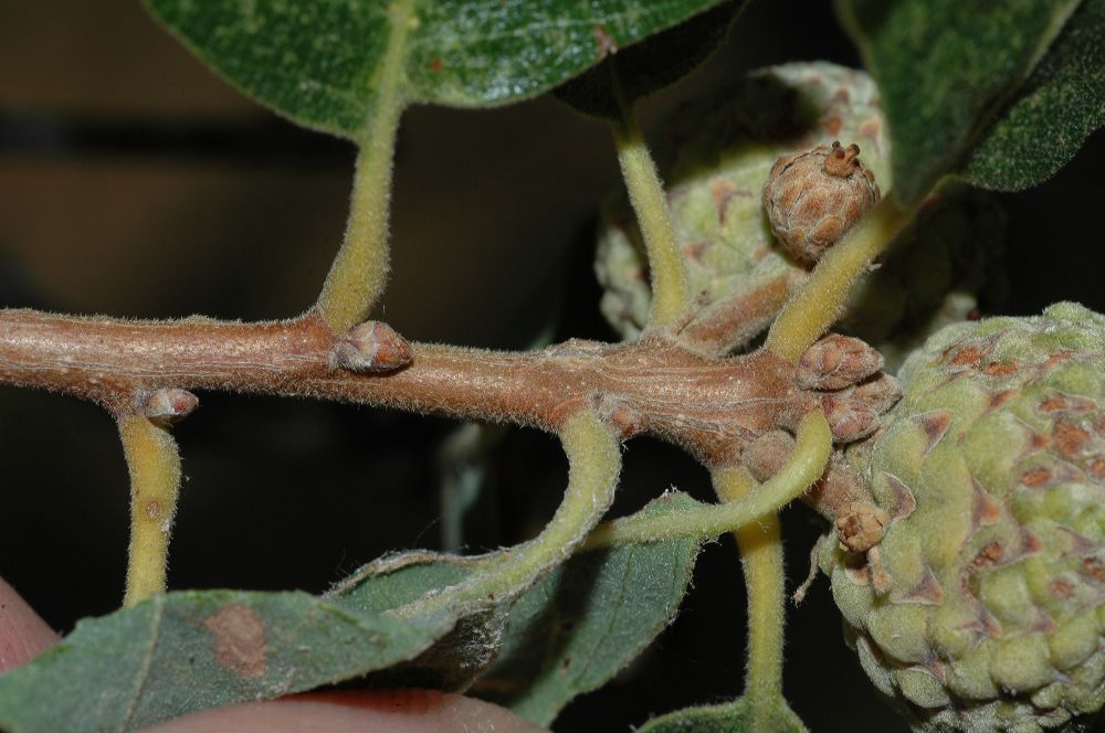 Fagaceae Quercus gambelii