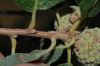 image of Quercus gambelii