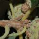 image of Quercus gambelii