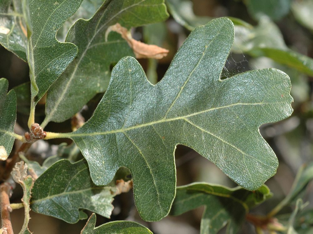 Fagaceae Quercus gambelii