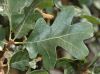 image of Quercus gambelii