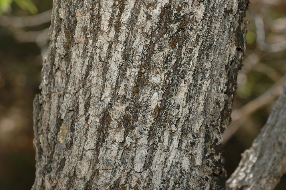 Fagaceae Quercus gambelii