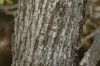 image of Quercus gambelii