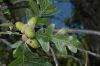image of Quercus gambelii