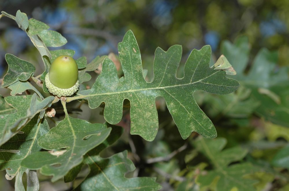 Fagaceae Quercus gambelii