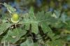 image of Quercus gambelii