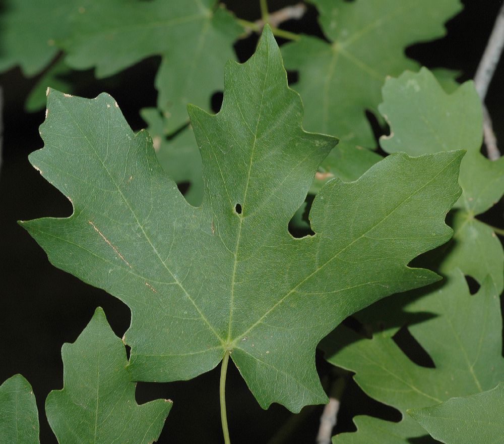 Aceraceae Acer grandidentatum