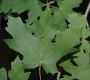 image of Acer grandidentatum