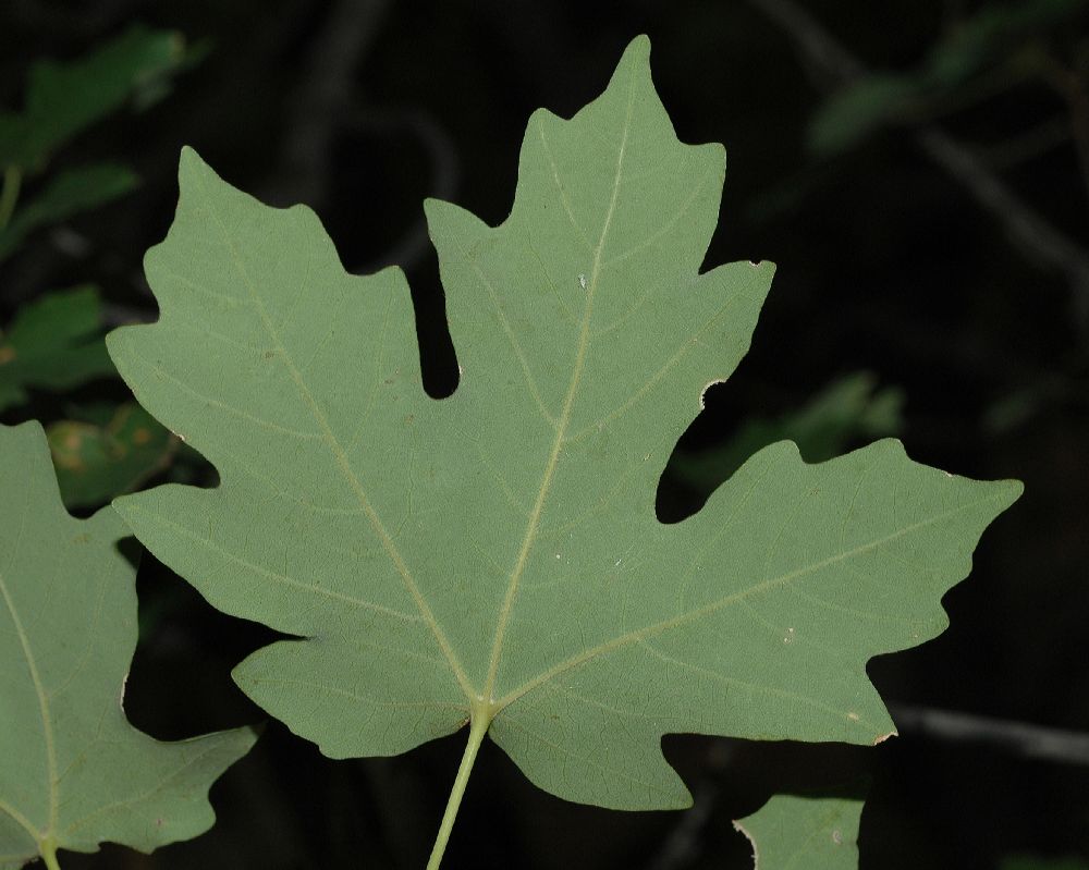 Aceraceae Acer grandidentatum