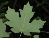image of Acer grandidentatum