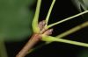 image of Acer grandidentatum