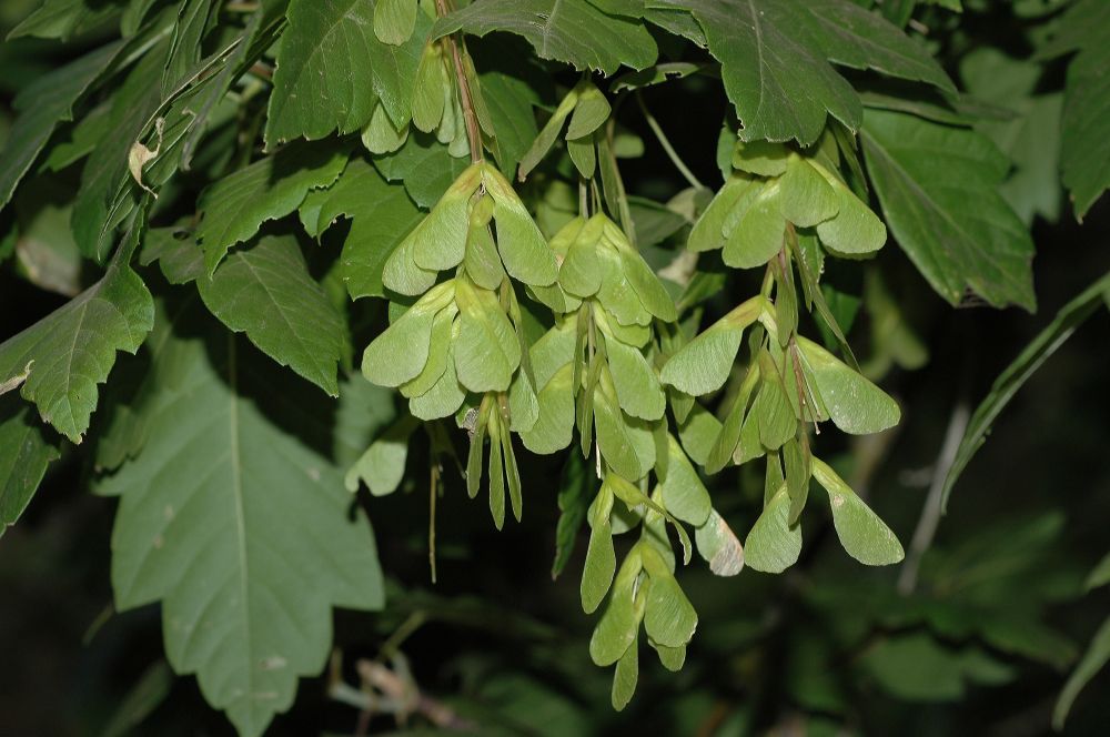 Aceraceae Acer negundo
