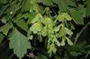image of Acer negundo