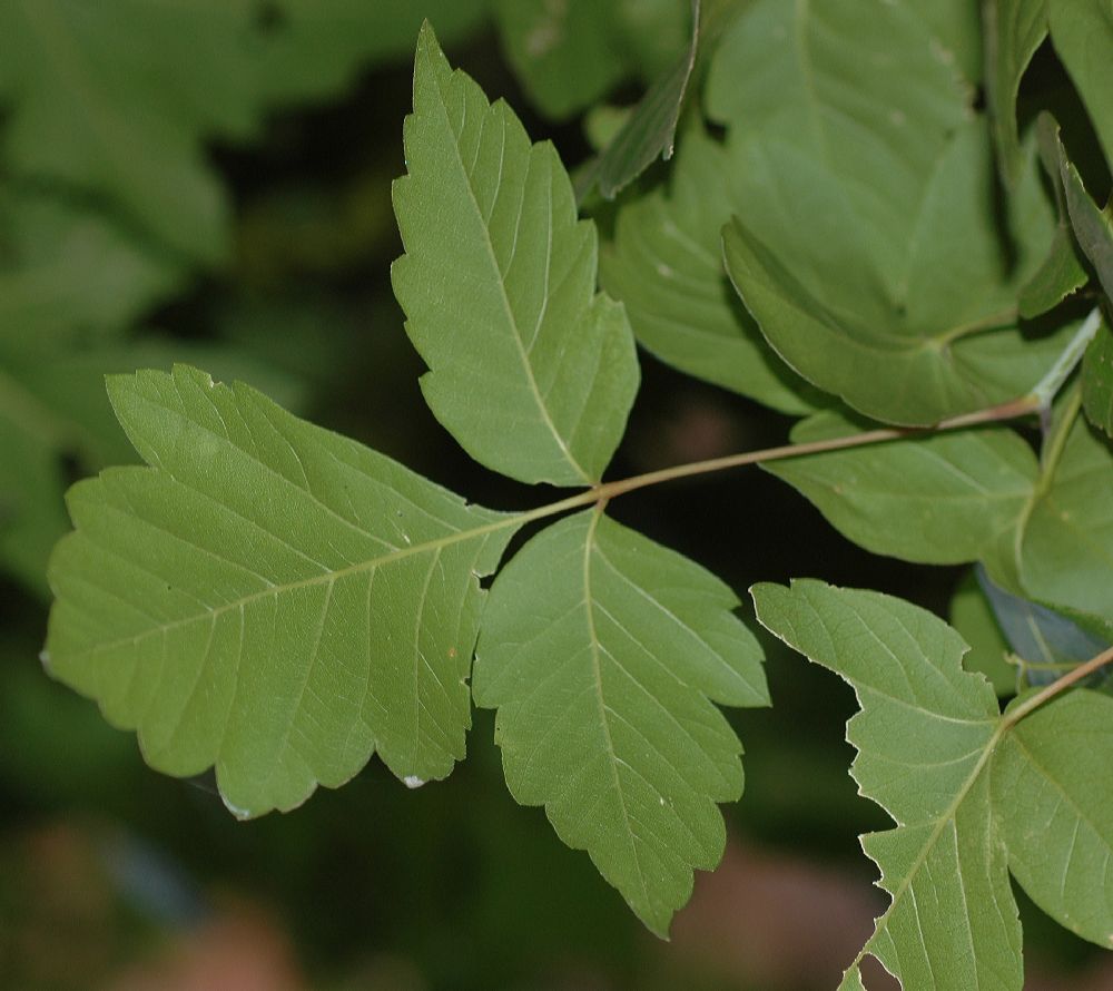 Aceraceae Acer negundo