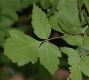 image of Acer negundo