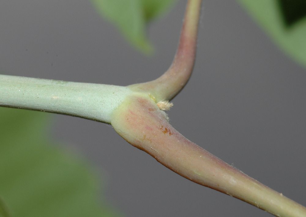 Aceraceae Acer negundo