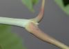 image of Acer negundo