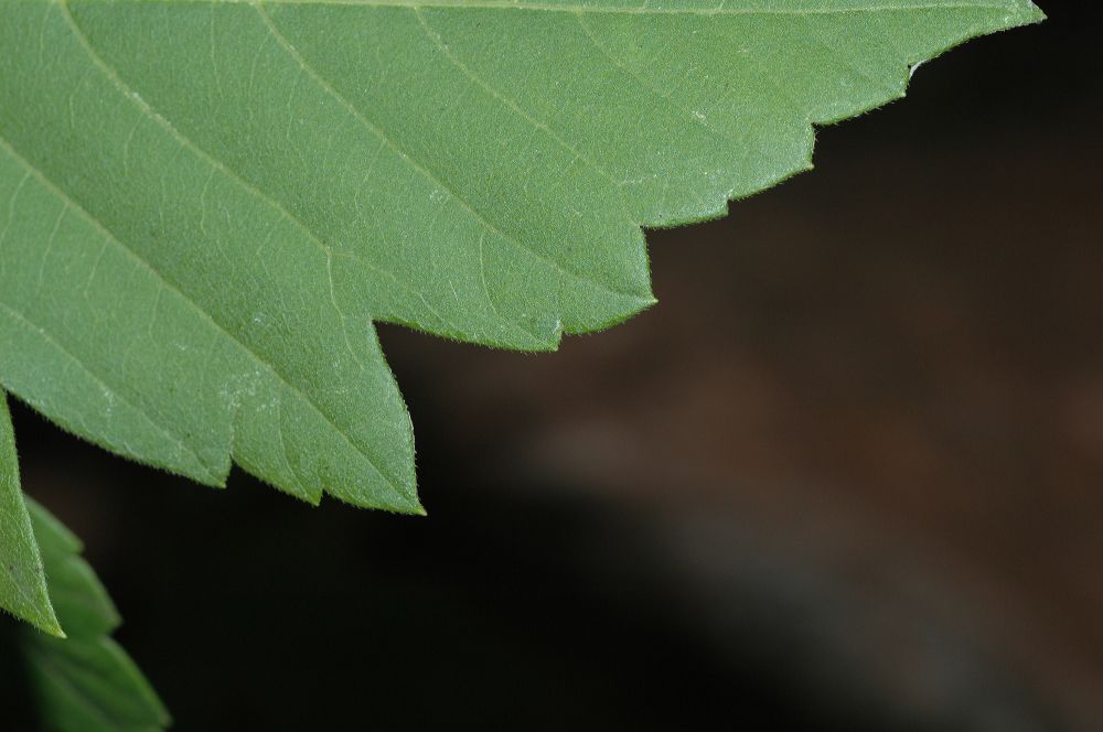 Aceraceae Acer negundo