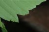 image of Acer negundo