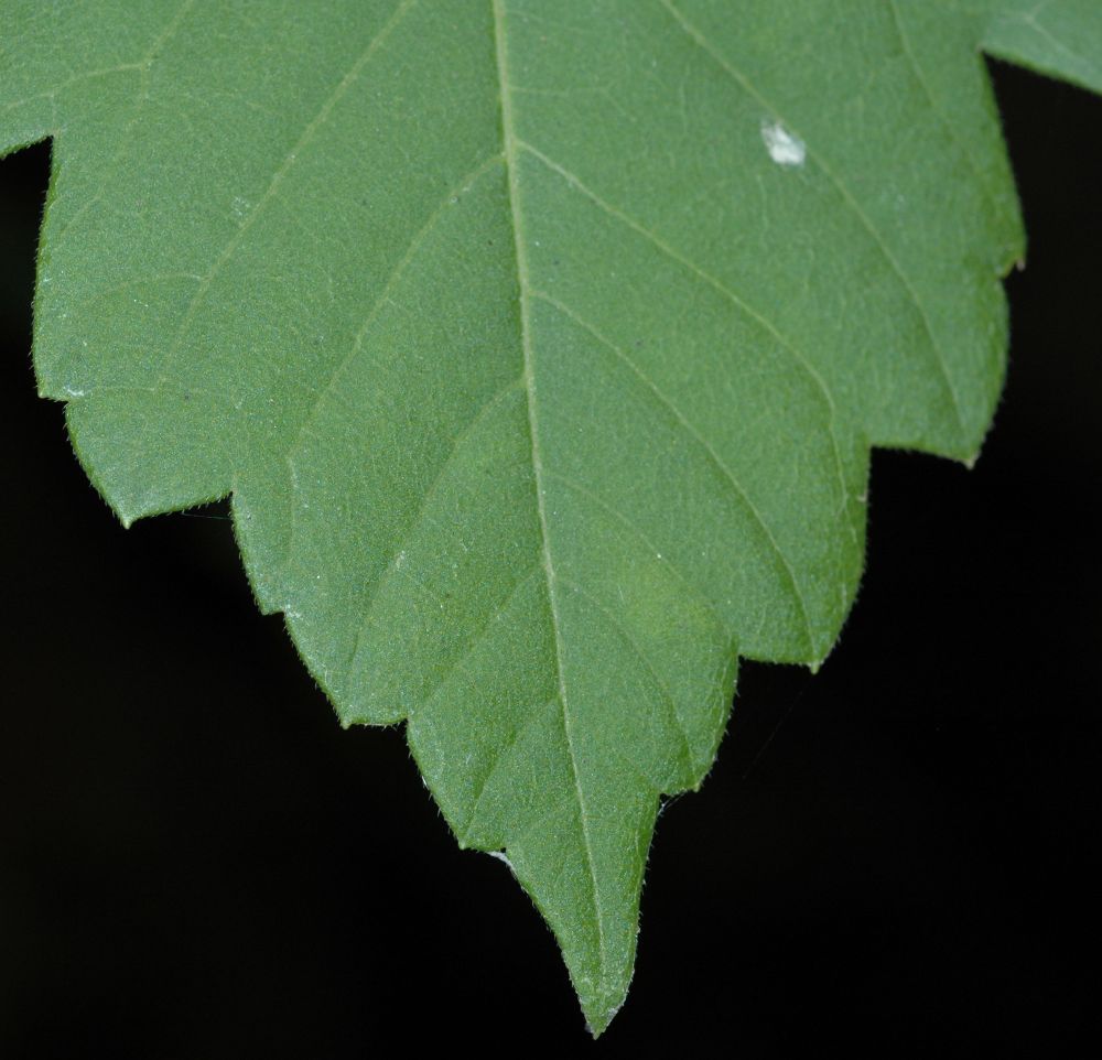 Aceraceae Acer negundo