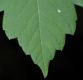 image of Acer negundo