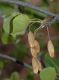 image of Fraxinus anomala