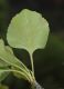 image of Fraxinus anomala