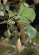 image of Fraxinus anomala