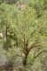 image of Fraxinus anomala
