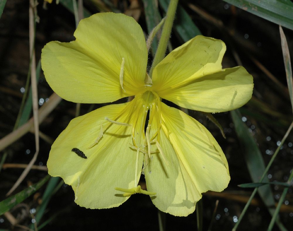 Onagraceae Oenothera hookeri