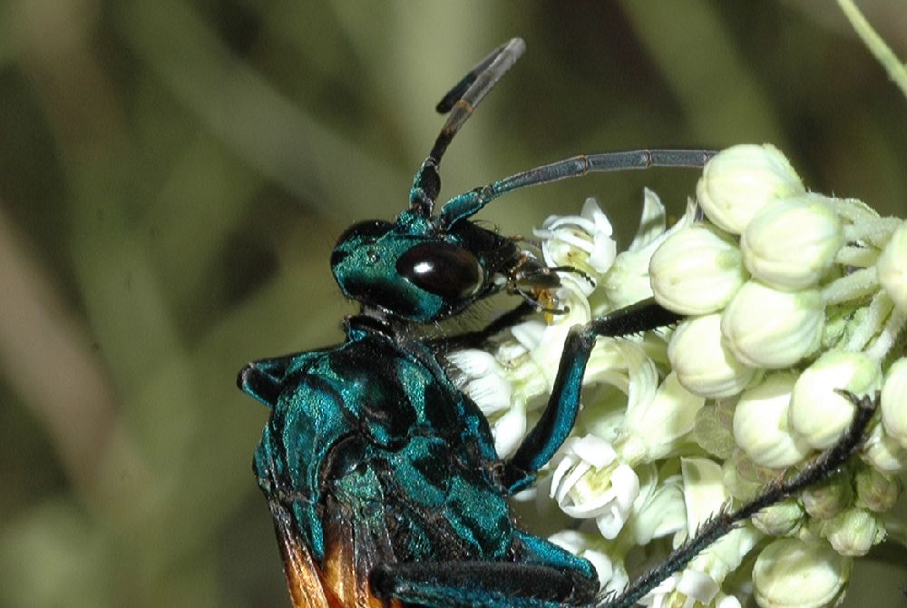 Pompilidae Pepsis 