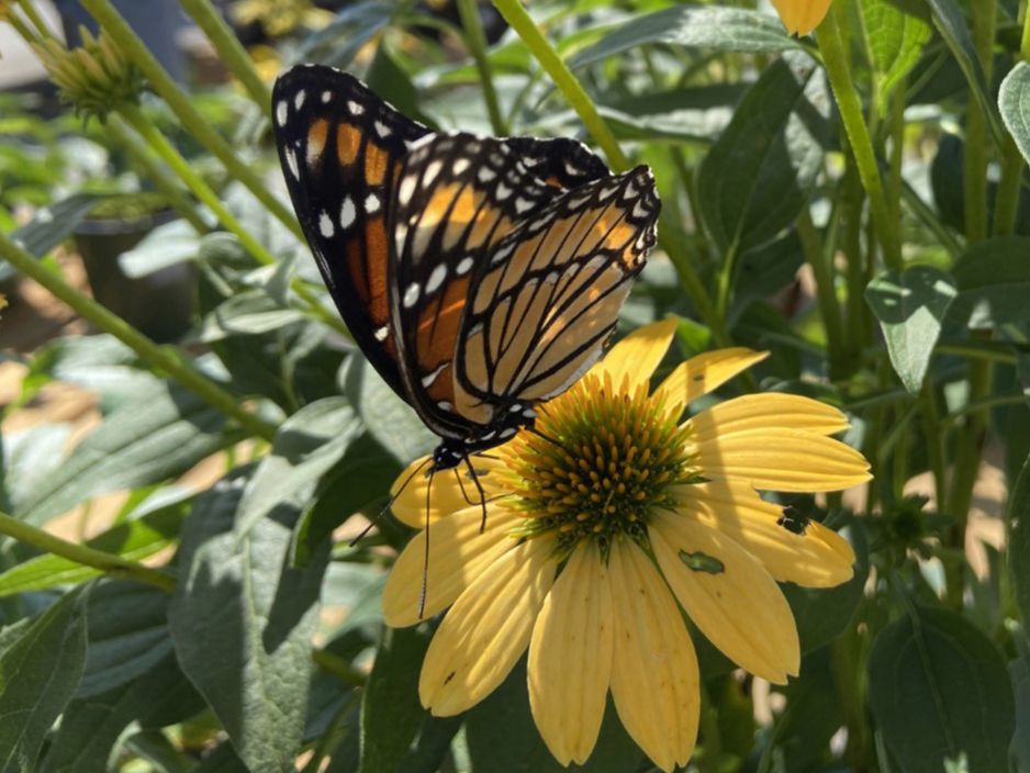 Nymphalidae Limenitis archippus