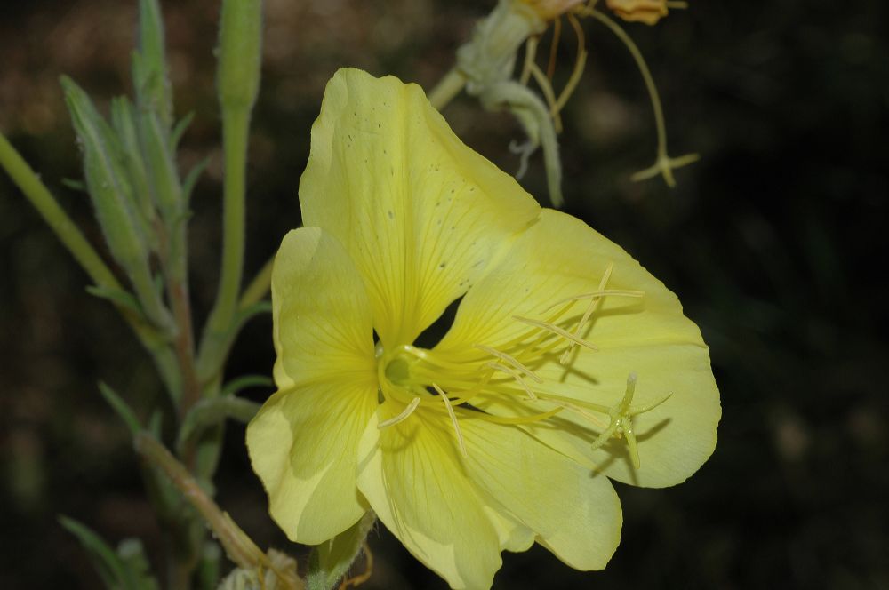 Onagraceae Oenothera hookeri