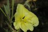 image of Oenothera hookeri