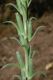 image of Oenothera hookeri