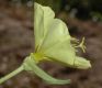 image of Oenothera hookeri