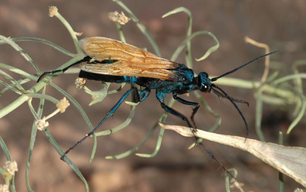 Pompilidae Pepsis 