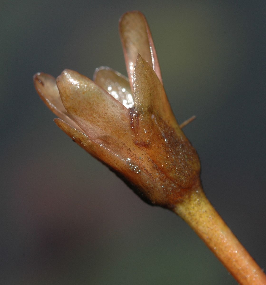 Cabombaceae Brasenia schreberi