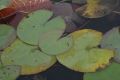 image of Nymphaea leibergii