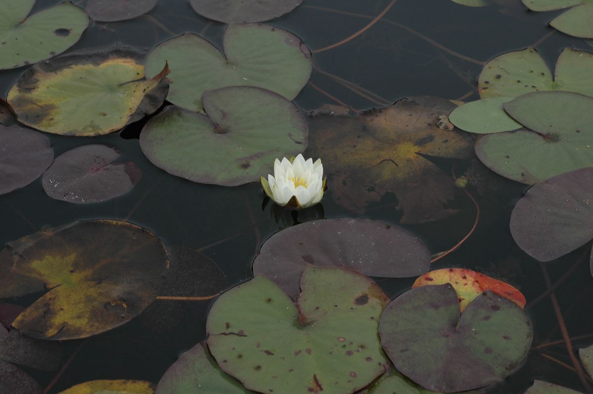 Nymphaeaceae Nymphaea leibergii