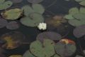 image of Nymphaea leibergii