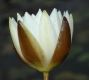 image of Nymphaea leibergii