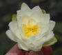 image of Nymphaea leibergii